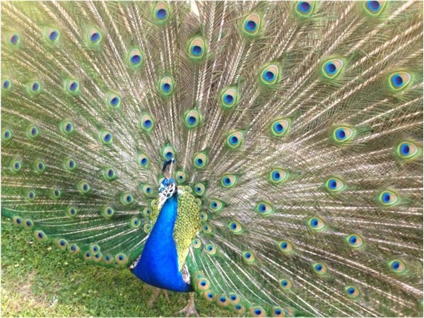 Gorgeous peacock, Viddy, at the Baton Rouge Zoo