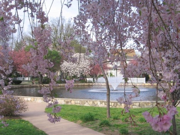 Halcyon Park Pond in spring, seen through lovely pink cherry blossoms 